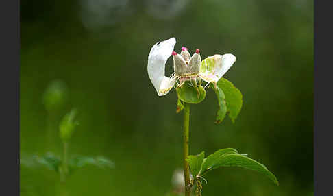 Pfingstrose (Paeonia broteroi)