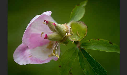 Pfingstrose (Paeonia broteroi)