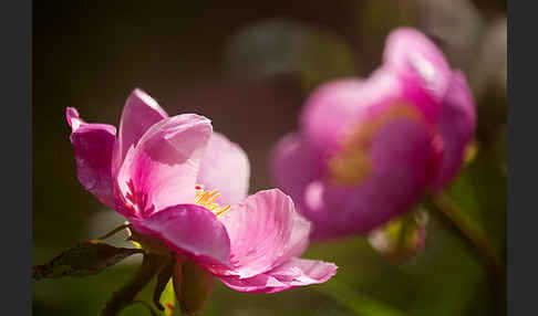 Pfingstrose (Paeonia broteroi)