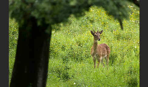 Damwild (Dama dama)