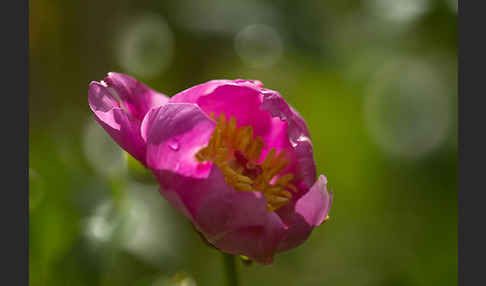 Pfingstrose (Paeonia broteroi)