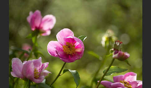 Pfingstrose (Paeonia broteroi)