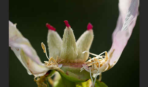 Pfingstrose (Paeonia broteroi)