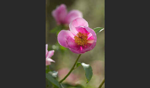 Pfingstrose (Paeonia broteroi)