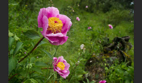 Pfingstrose (Paeonia broteroi)