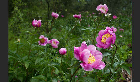 Pfingstrose (Paeonia broteroi)