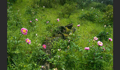 Pfingstrose (Paeonia broteroi)