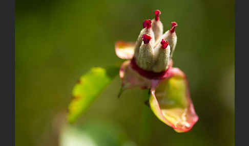 Pfingstrose (Paeonia broteroi)