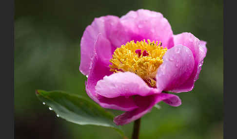 Pfingstrose (Paeonia broteroi)