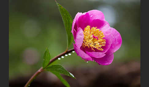 Pfingstrose (Paeonia broteroi)