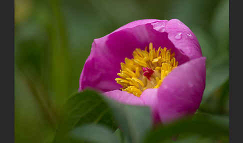 Pfingstrose (Paeonia broteroi)