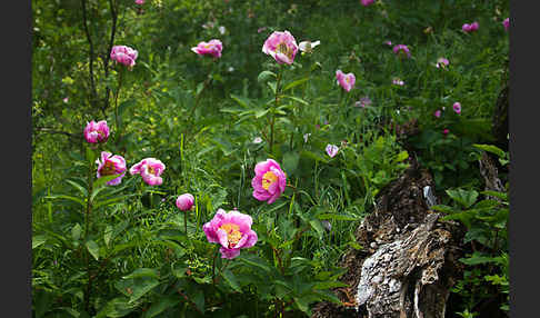 Pfingstrose (Paeonia broteroi)