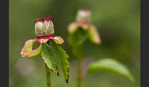 Pfingstrose (Paeonia broteroi)