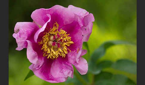 Pfingstrose (Paeonia broteroi)