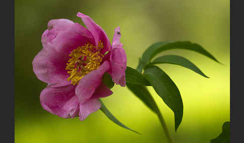 Pfingstrose (Paeonia broteroi)