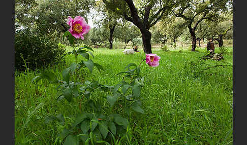 Pfingstrose (Paeonia broteroi)