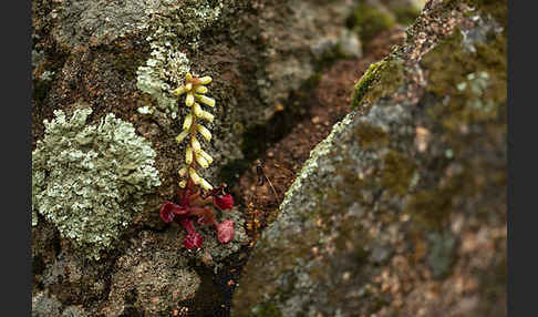 Felsen-Nabelkraut (Umbilicus rupestris)