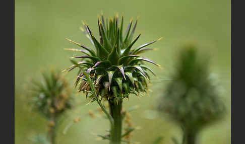 Niedrige Artischocke (Cynava humilis)