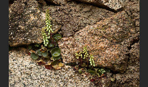 Felsen-Nabelkraut (Umbilicus rupestris)