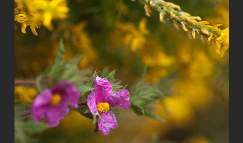 Weißliche Zistrose (Cistus albidus)