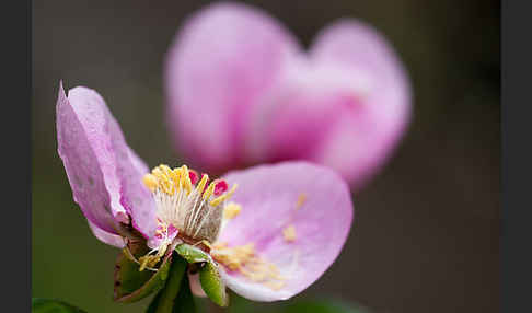 Pfingstrose (Paeonia broteroi)