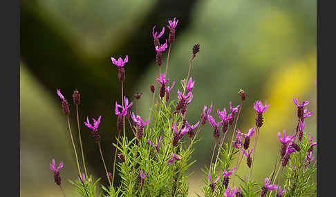 Schopf-Lavendel (Lavandula stoechas)