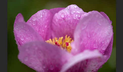 Pfingstrose (Paeonia broteroi)