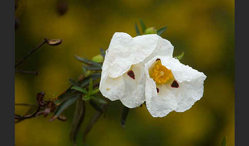 Lack-Zistrose (Cistus ladanifer)