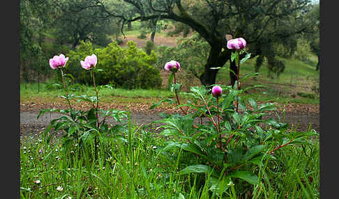 Pfingstrose (Paeonia broteroi)