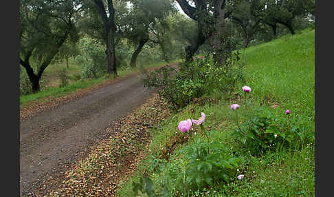 Pfingstrose (Paeonia broteroi)