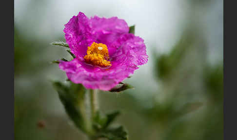 Weißliche Zistrose (Cistus albidus)