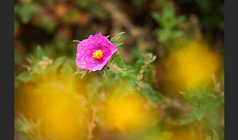 Weißliche Zistrose (Cistus albidus)