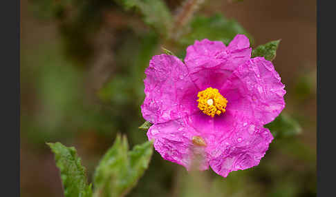 Weißliche Zistrose (Cistus albidus)