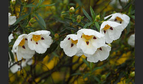 Lack-Zistrose (Cistus ladanifer)