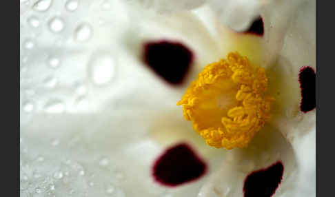 Lack-Zistrose (Cistus ladanifer)