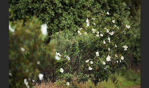 Lack-Zistrose (Cistus ladanifer)