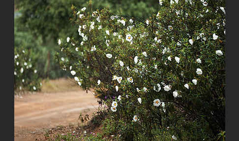 Lack-Zistrose (Cistus ladanifer)