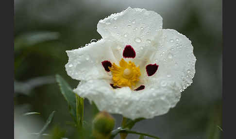 Lack-Zistrose (Cistus ladanifer)