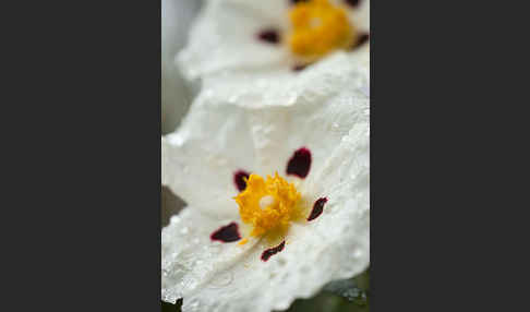 Lack-Zistrose (Cistus ladanifer)