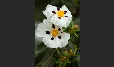 Lack-Zistrose (Cistus ladanifer)