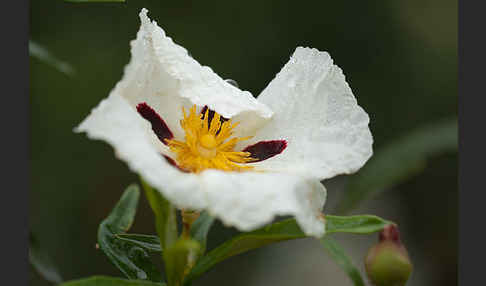 Lack-Zistrose (Cistus ladanifer)