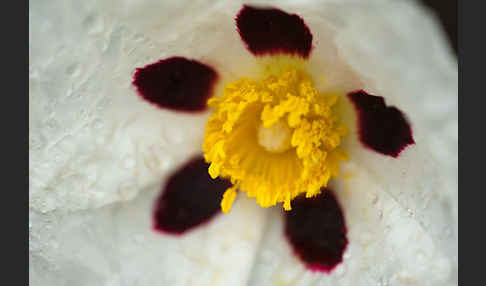 Lack-Zistrose (Cistus ladanifer)