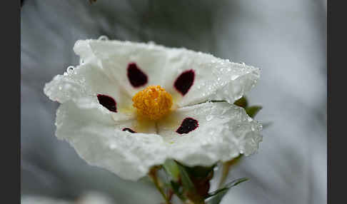 Lack-Zistrose (Cistus ladanifer)