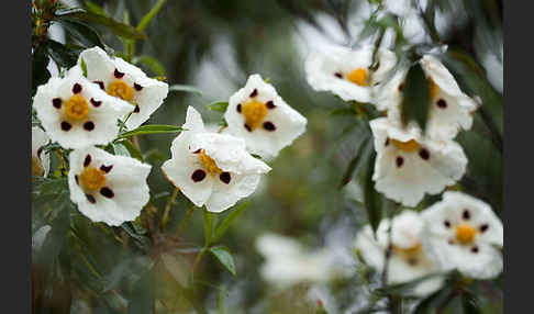 Lack-Zistrose (Cistus ladanifer)