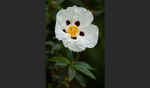 Lack-Zistrose (Cistus ladanifer)