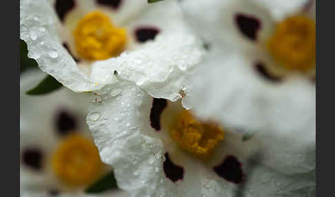 Lack-Zistrose (Cistus ladanifer)