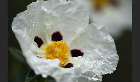 Lack-Zistrose (Cistus ladanifer)