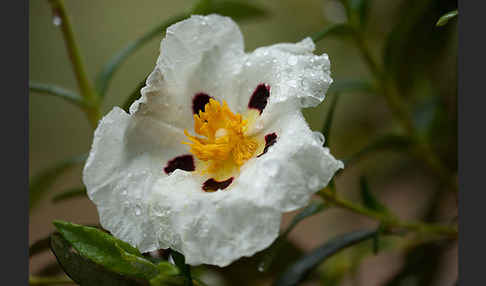 Lack-Zistrose (Cistus ladanifer)