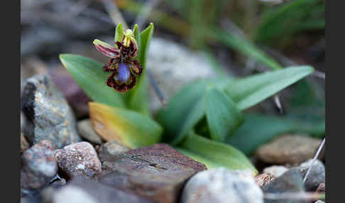 Spiegel-Ragwurz (Ophrys speculum)