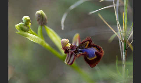 Spiegel-Ragwurz (Ophrys speculum)